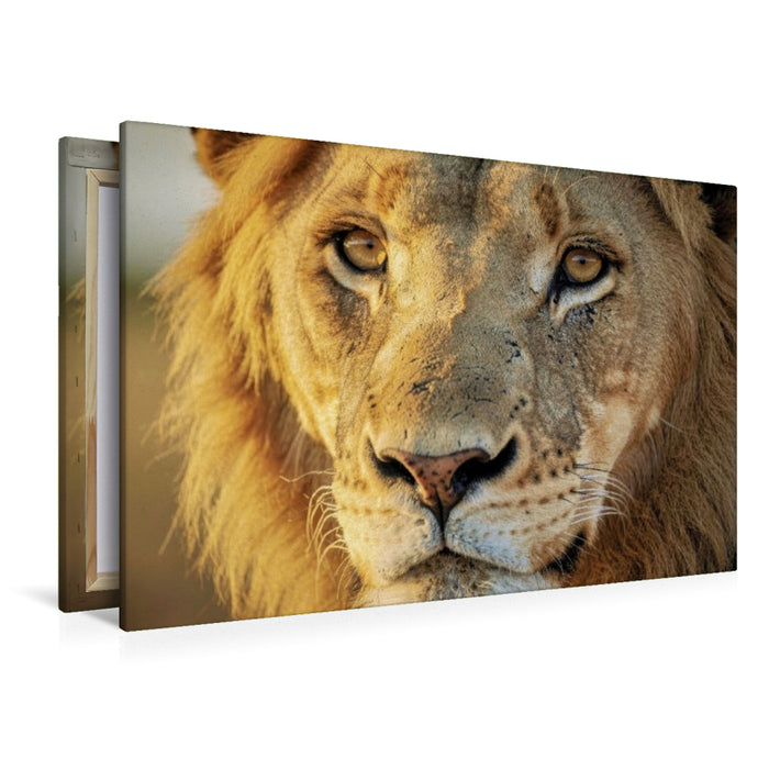 Premium Textil-Leinwand Ein Motiv aus dem Kalender Die Augen der Wildnis