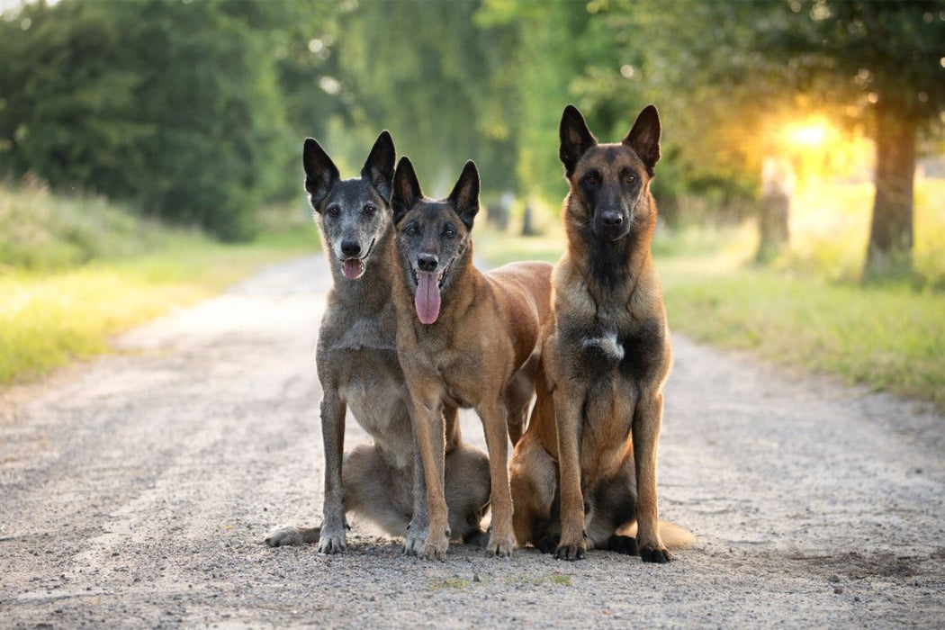 Premium Textil-Leinwand Ein Motiv aus dem Kalender Malinois - Seelen aus Feuer