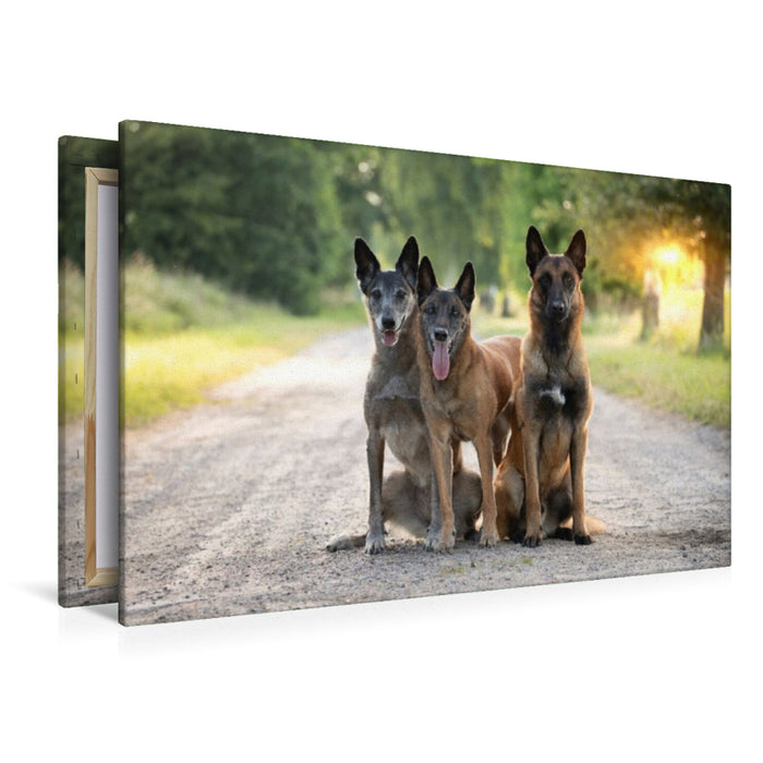 Premium Textil-Leinwand Ein Motiv aus dem Kalender Malinois - Seelen aus Feuer