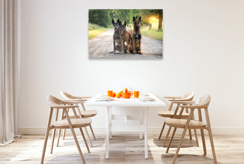Premium Textil-Leinwand Ein Motiv aus dem Kalender Malinois - Seelen aus Feuer