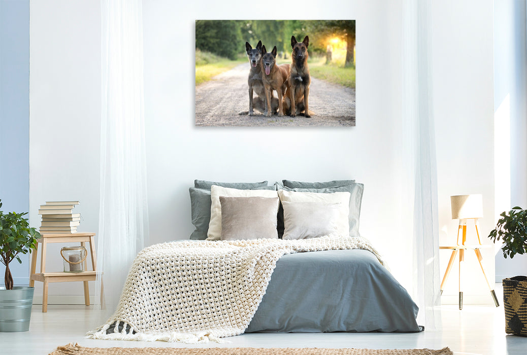 Premium Textil-Leinwand Ein Motiv aus dem Kalender Malinois - Seelen aus Feuer