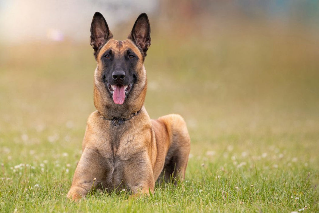 Premium Textil-Leinwand Ein Motiv aus dem Kalender Malinois - Seelen aus Feuer