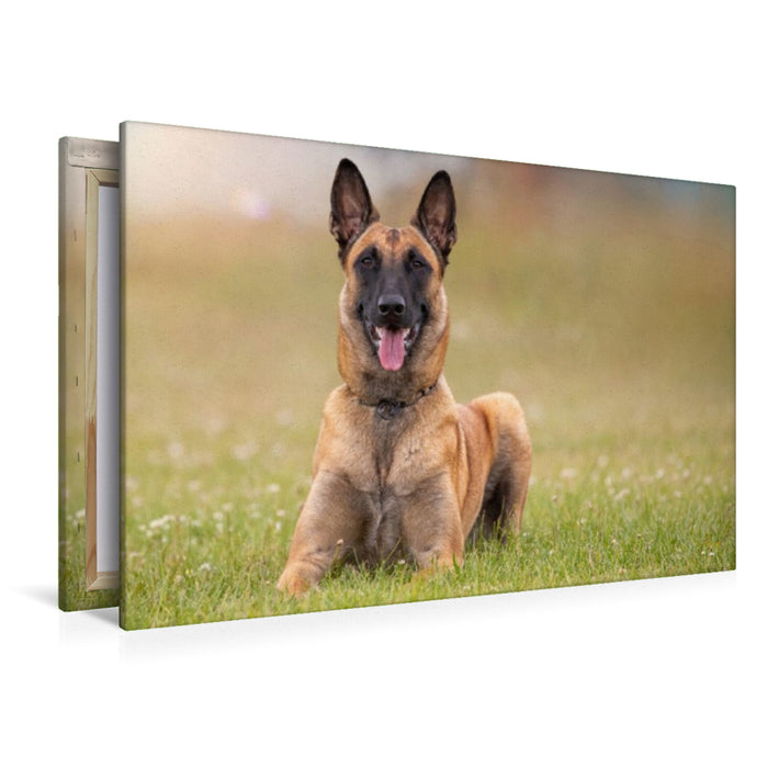 Premium Textil-Leinwand Ein Motiv aus dem Kalender Malinois - Seelen aus Feuer