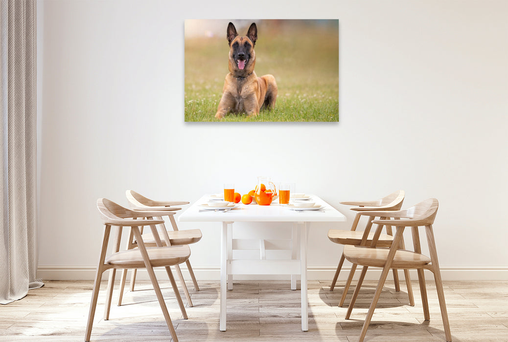 Premium Textil-Leinwand Ein Motiv aus dem Kalender Malinois - Seelen aus Feuer