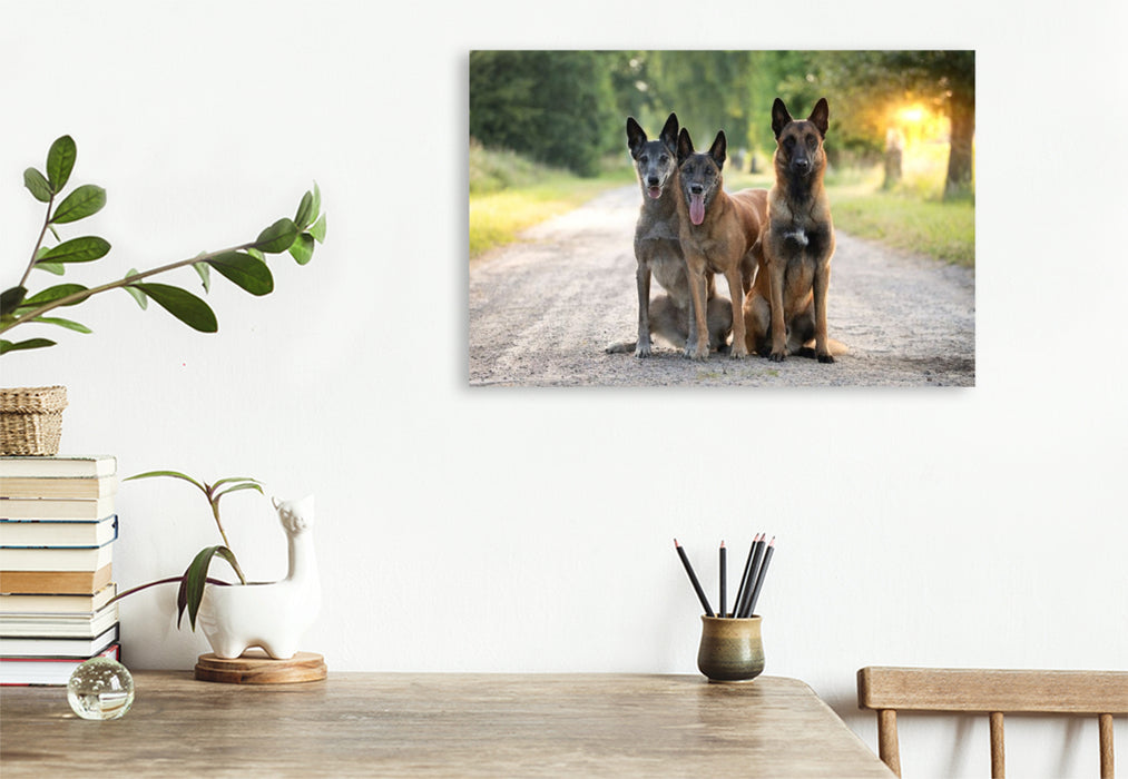 Premium Textil-Leinwand Ein Motiv aus dem Kalender Malinois - Seelen aus Feuer