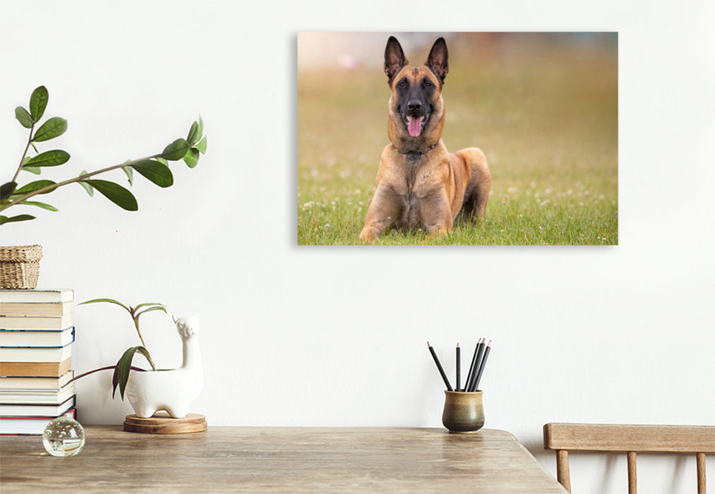Premium Textil-Leinwand Ein Motiv aus dem Kalender Malinois - Seelen aus Feuer