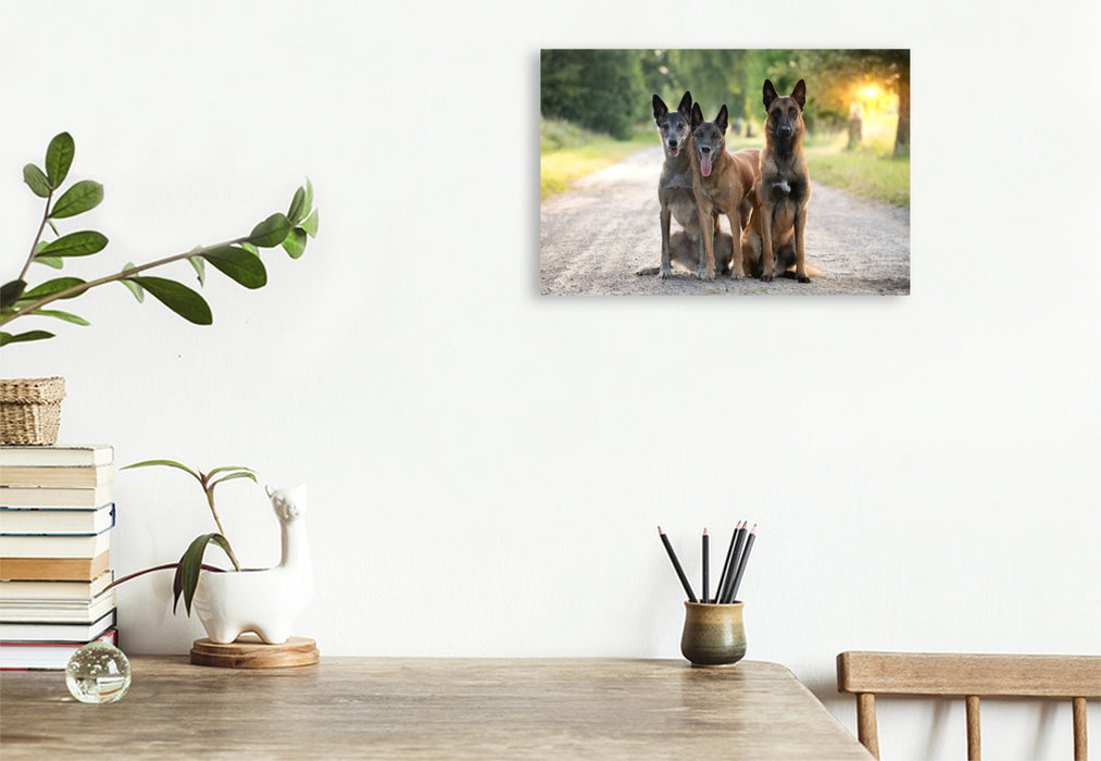 Premium Textil-Leinwand Ein Motiv aus dem Kalender Malinois - Seelen aus Feuer