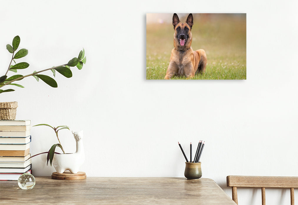 Premium Textil-Leinwand Ein Motiv aus dem Kalender Malinois - Seelen aus Feuer