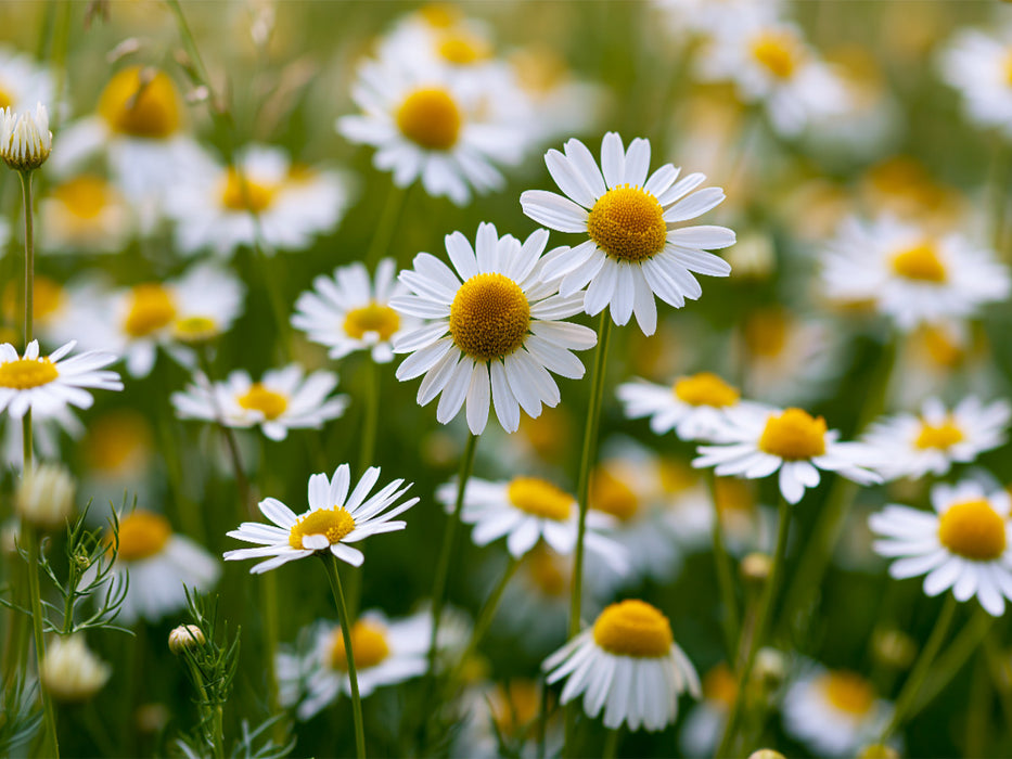 Der Sommer braucht keine Worte, nur Licht und Wind - CALVENDO Foto-Puzzle'