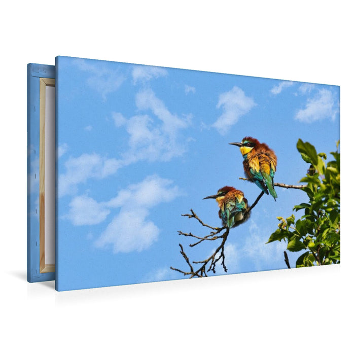 Premium Textil-Leinwand Bienenfresser-Pärchen