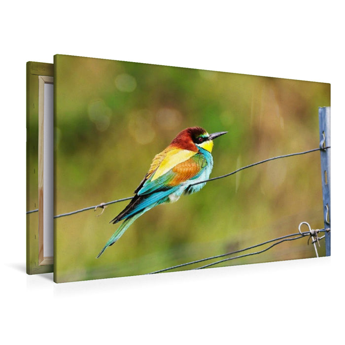 Premium Textil-Leinwand Bunter Bienenfresser