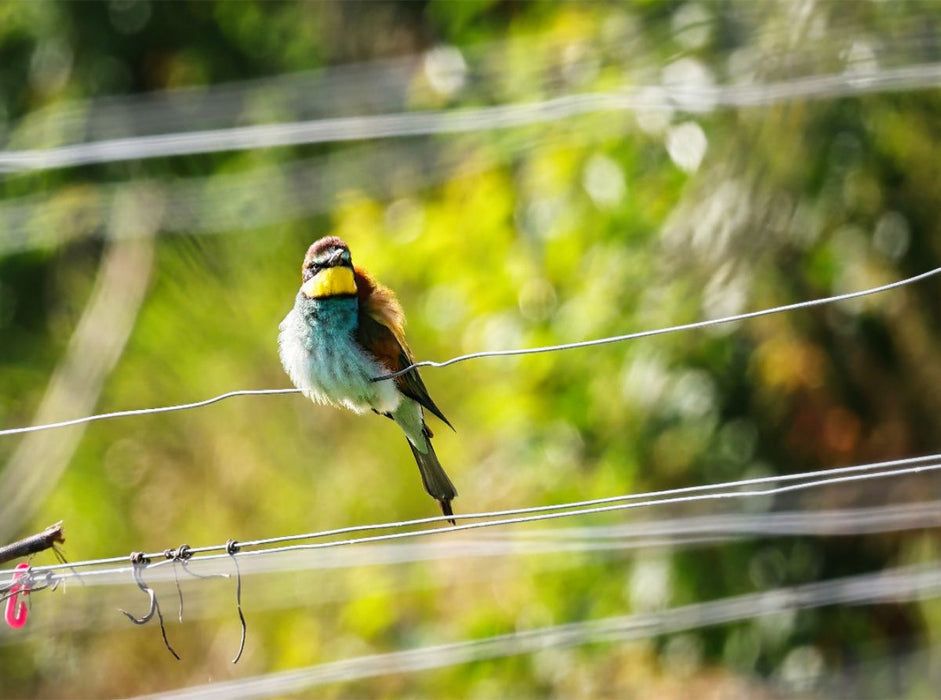 Bienenfresser - CALVENDO Foto-Puzzle'
