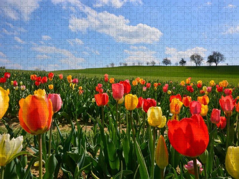 Tulpenfeld - CALVENDO Foto-Puzzle'