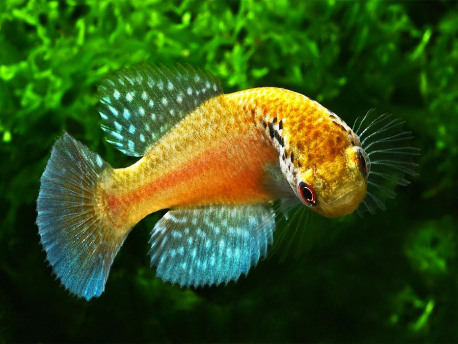 Cynolebias griseus, BRASILIEN - CALVENDO Foto-Puzzle'