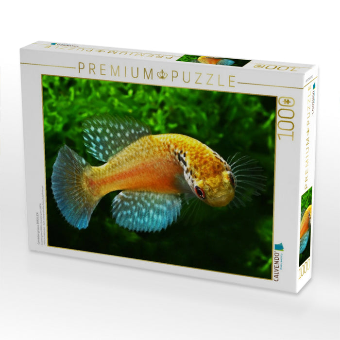 Cynolebias griseus, BRASILIEN - CALVENDO Foto-Puzzle'