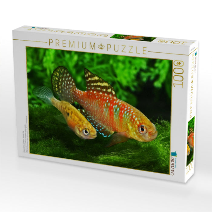 Hypsolebias gardneri, BRASILIEN - CALVENDO Foto-Puzzle'