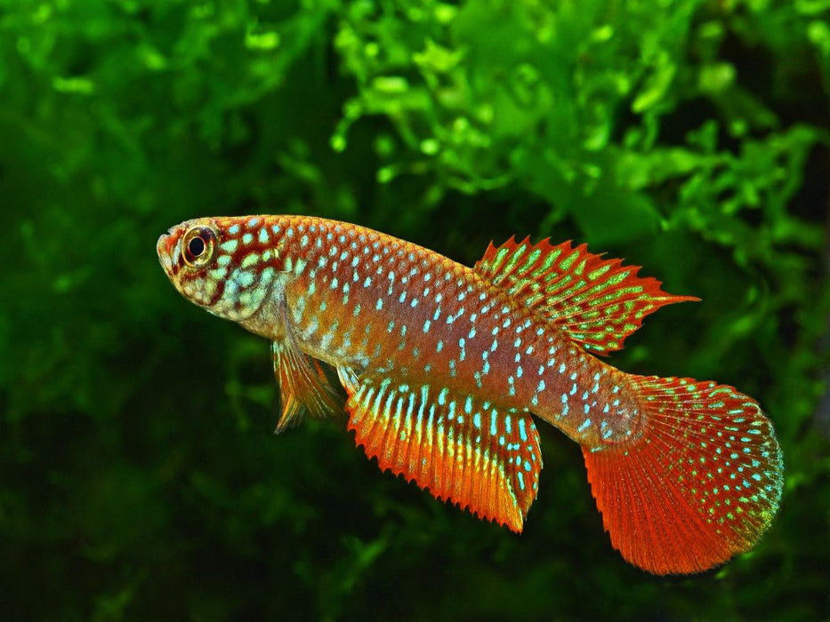 Nematolebias catimbau, BRASILIEN - CALVENDO Foto-Puzzle'