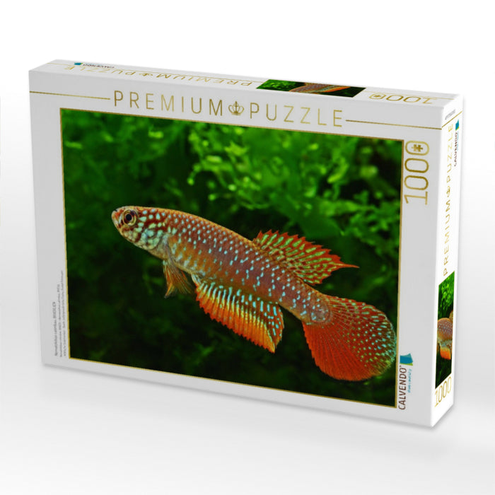 Nematolebias catimbau, BRASILIEN - CALVENDO Foto-Puzzle'