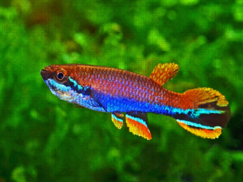 Laimosemion xiphidius, FRANZÖSISCH-GUAYANA - CALVENDO Foto-Puzzle'