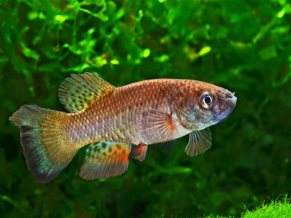 Austrofundulus leohoignei, VENEZUELA - CALVENDO Foto-Puzzle'