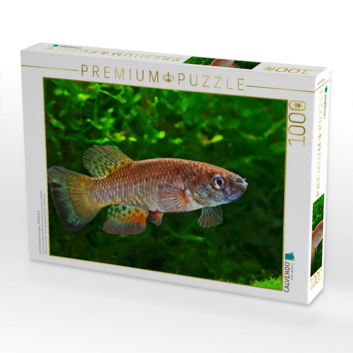 Austrofundulus leohoignei, VENEZUELA - CALVENDO Foto-Puzzle'