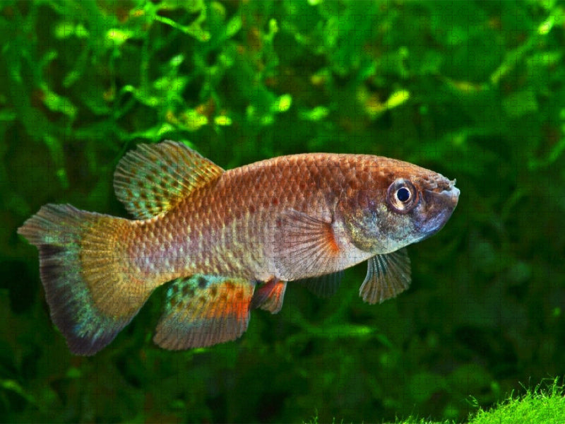Austrofundulus leohoignei, VENEZUELA - CALVENDO Foto-Puzzle'