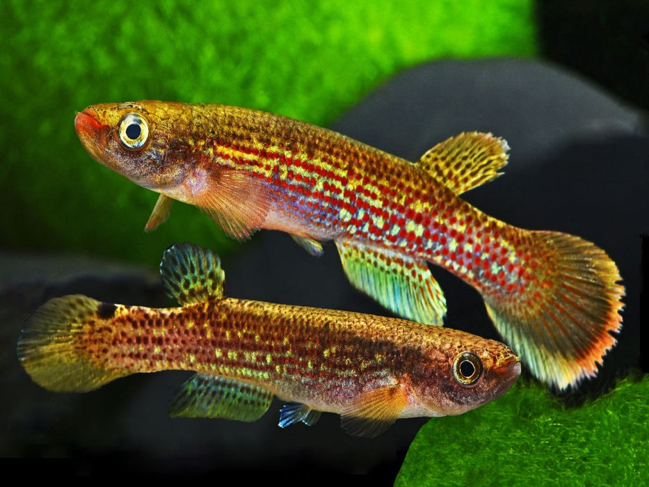 Anablepsoides fransvermeuleni, SURINAME - CALVENDO Foto-Puzzle'