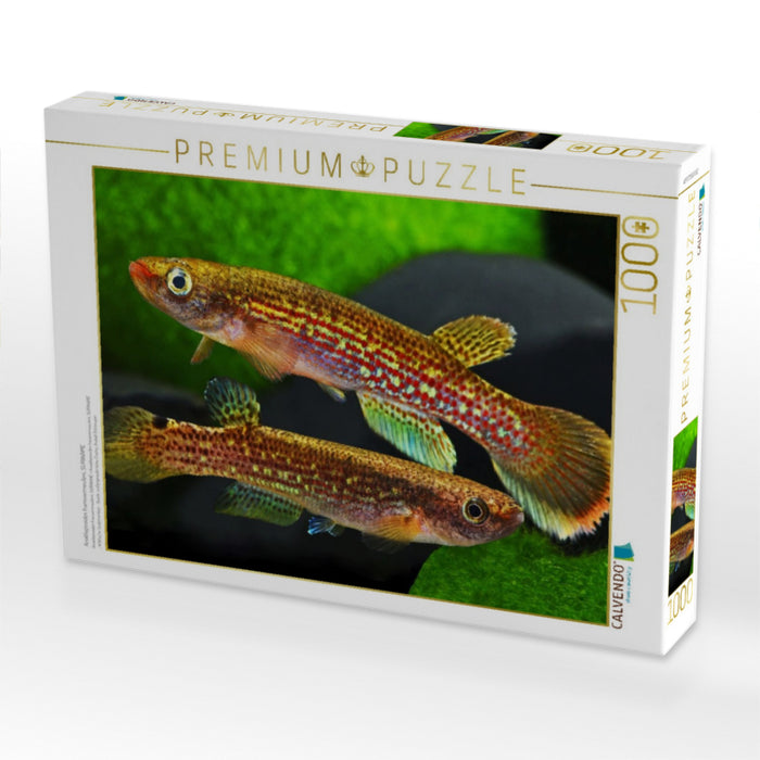 Anablepsoides fransvermeuleni, SURINAME - CALVENDO Foto-Puzzle'
