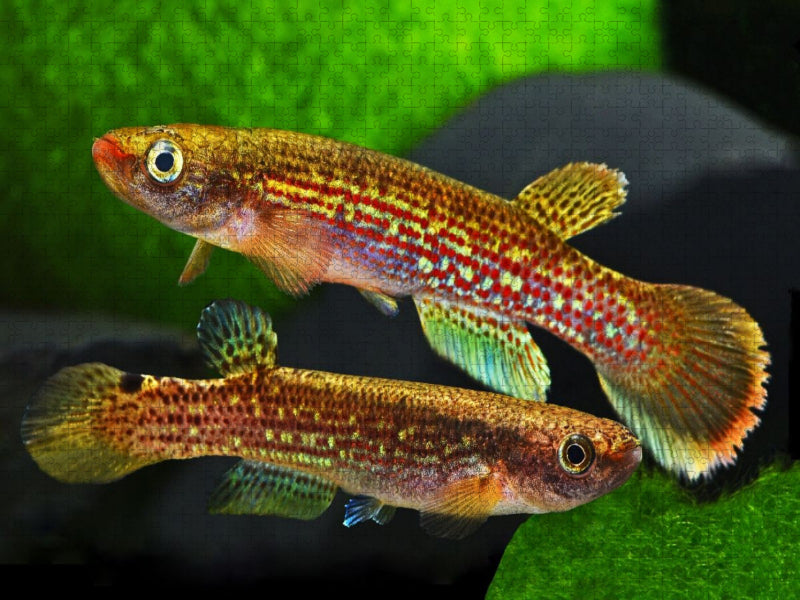 Anablepsoides fransvermeuleni, SURINAME - CALVENDO Foto-Puzzle'