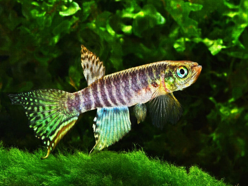 Moema peruensis PERU - CALVENDO Foto-Puzzle'