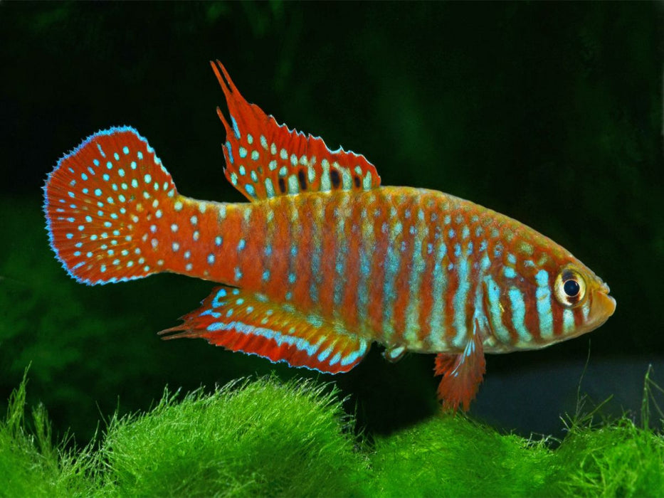 Simpsonichthys zonatus BRASILIEN - CALVENDO Foto-Puzzle'