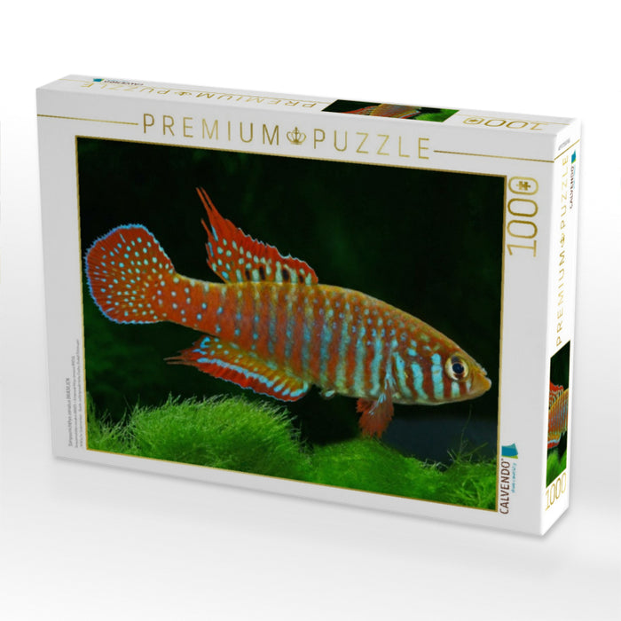 Simpsonichthys zonatus BRASILIEN - CALVENDO Foto-Puzzle'