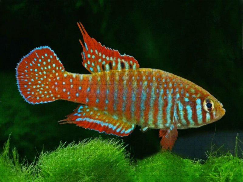 Simpsonichthys zonatus BRASILIEN - CALVENDO Foto-Puzzle'