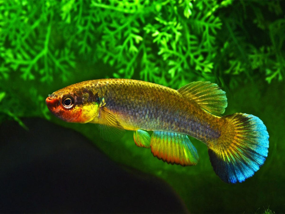 Rivulus cylindraceus KUBA - CALVENDO Foto-Puzzle'