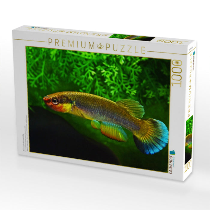 Rivulus cylindraceus KUBA - CALVENDO Foto-Puzzle'