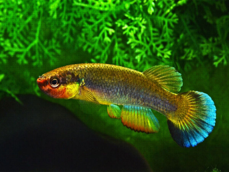 Rivulus cylindraceus KUBA - CALVENDO Foto-Puzzle'