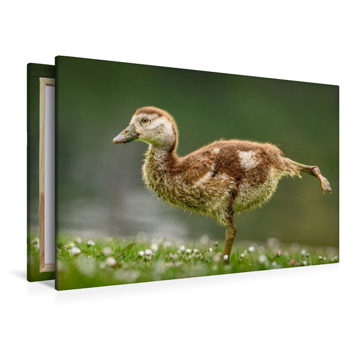 Premium Textil-Leinwand Nilgans-Küken beim Stretching
