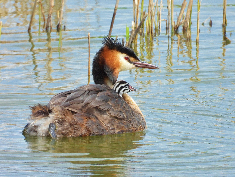 Haubentaucher mit Nachwuchs - CALVENDO Foto-Puzzle'