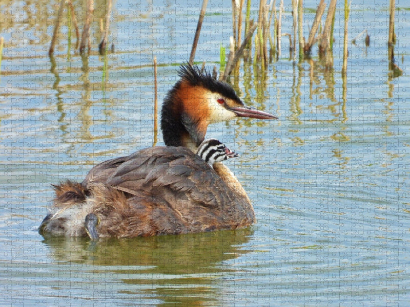Haubentaucher mit Nachwuchs - CALVENDO Foto-Puzzle'