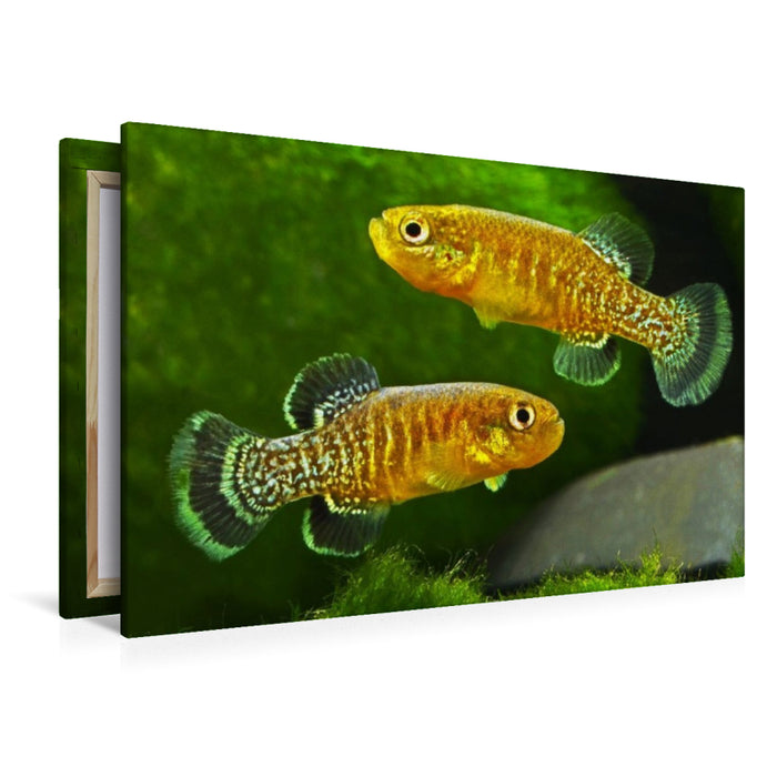 Premium Textil-Leinwand Tellia apoda, ALGERIEN