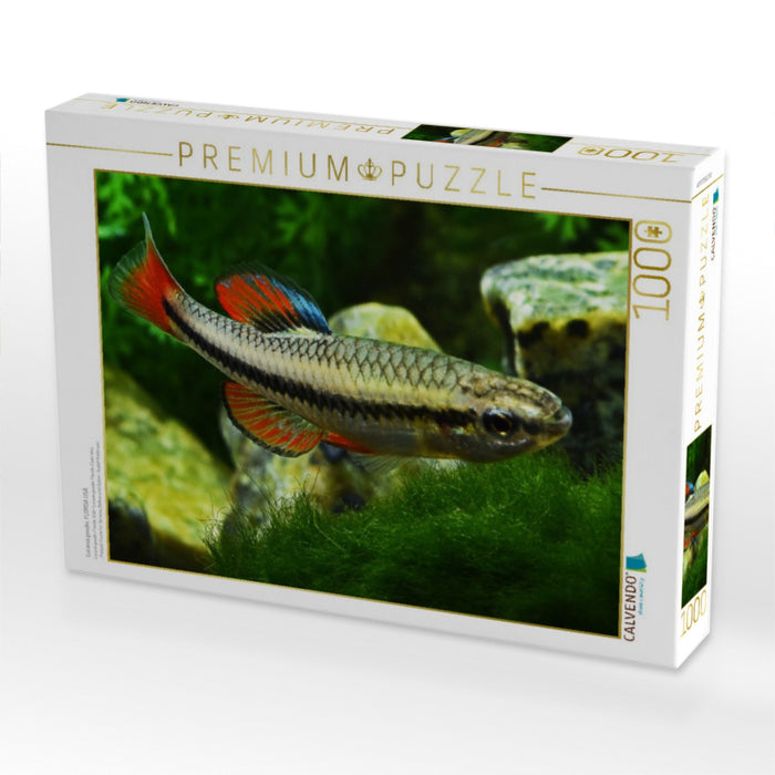 Lucania goodei, FLORDA USA - CALVENDO Foto-Puzzle'