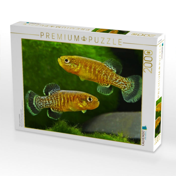 Tellia apoda, ALGERIEN - CALVENDO Foto-Puzzle'
