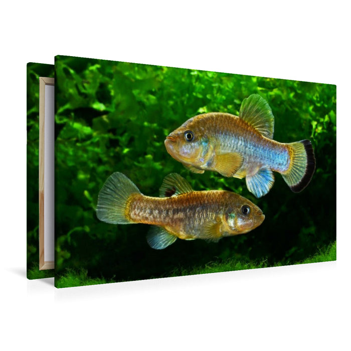 Premium Textil-Leinwand Cyprinodon fontinalis, MEXIKO