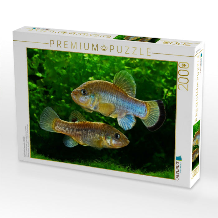 Cyprinodon fontinalis, MEXIKO - CALVENDO Foto-Puzzle'