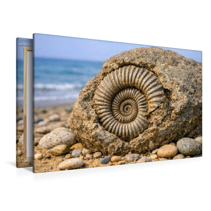 Premium Textil-Leinwand Ammonit im Stein am Strand