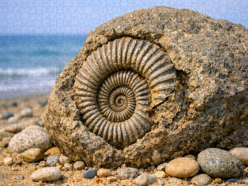 Ammonit im Stein am Strand - CALVENDO Foto-Puzzle'