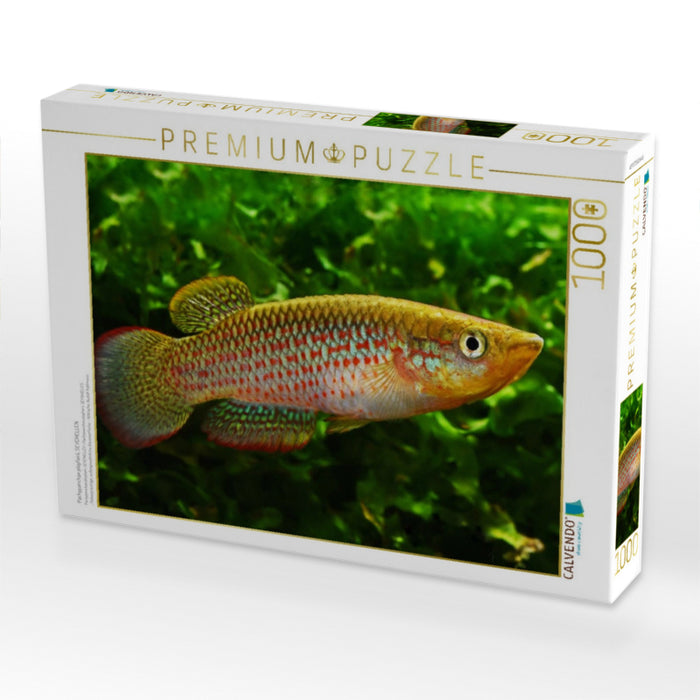 Pachypanchax playfairii, SEYCHELLEN - CALVENDO Foto-Puzzle'