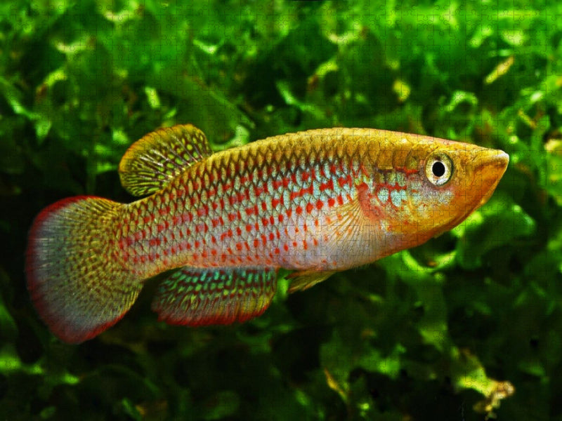 Pachypanchax playfairii, SEYCHELLEN - CALVENDO Foto-Puzzle'