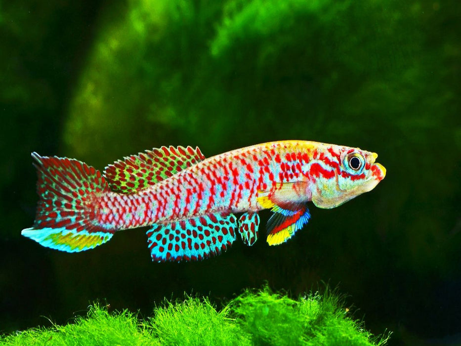 Raddaella batesii, KAMERUN - CALVENDO Foto-Puzzle'