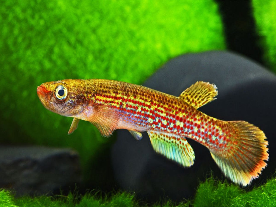 Anablepsoides fransvermeuleni, SURINAME - CALVENDO Foto-Puzzle'